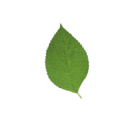 leaf