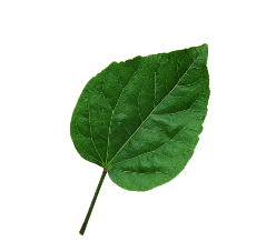 leaf