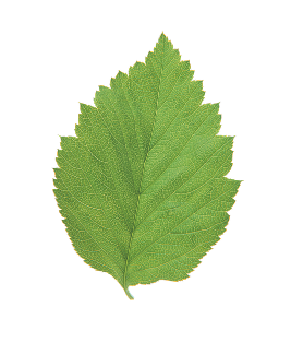leaf